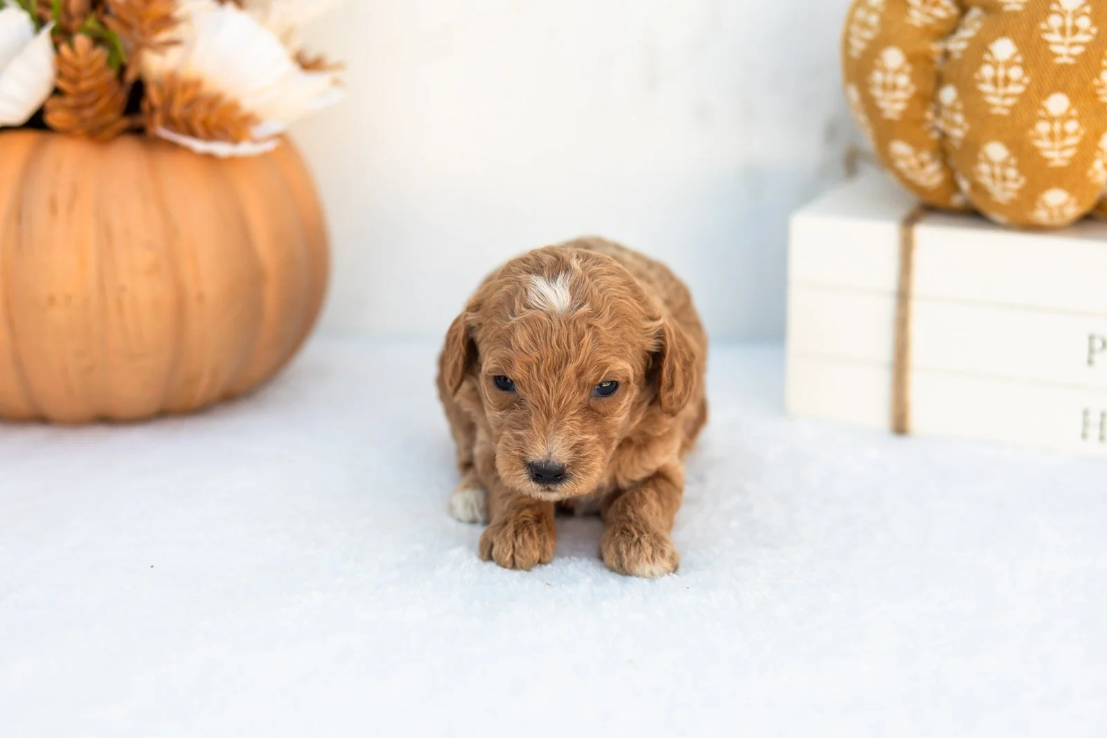 Anna goldendoodle for sale 4.jpg