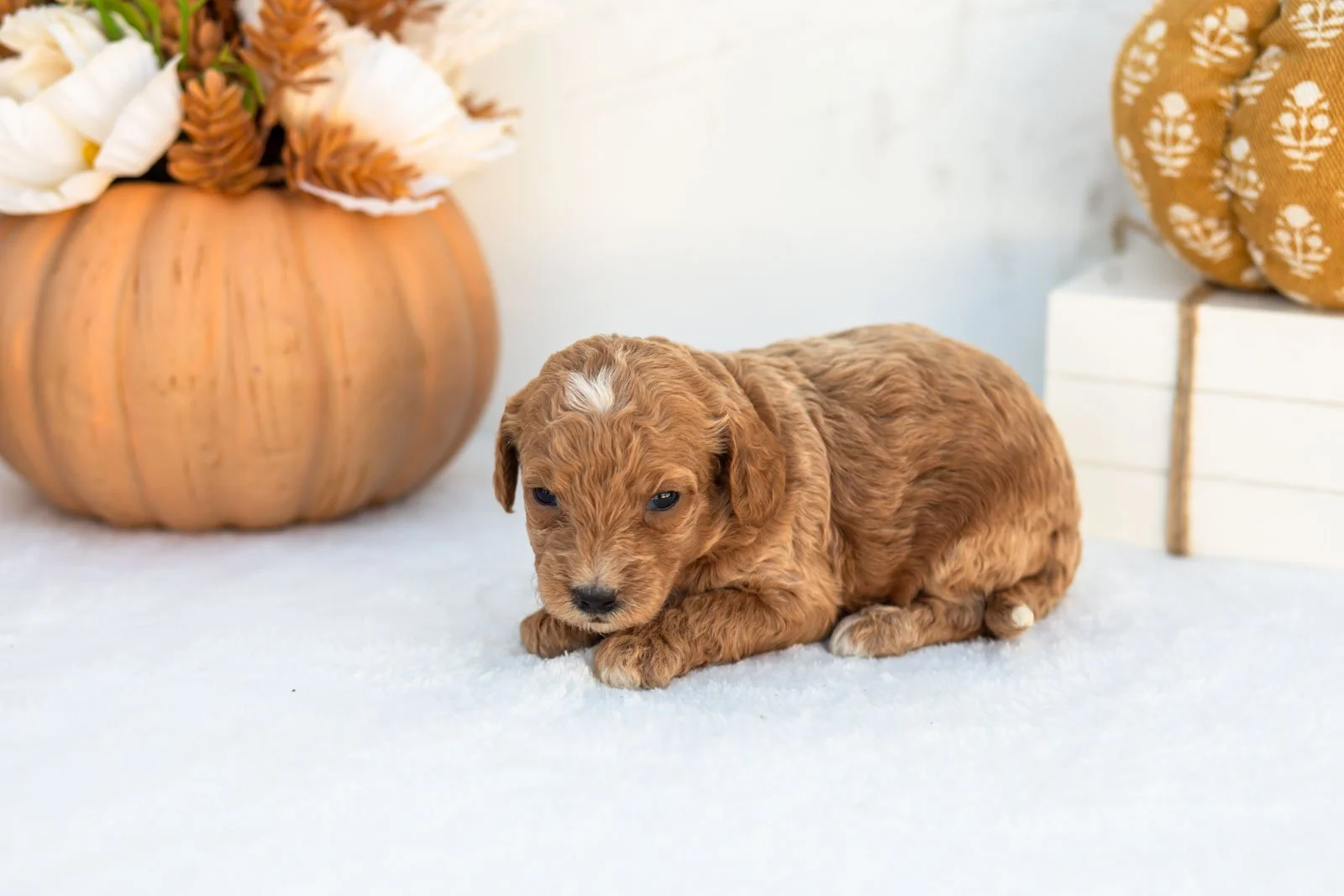 Anna goldendoodle for sale 5.jpg