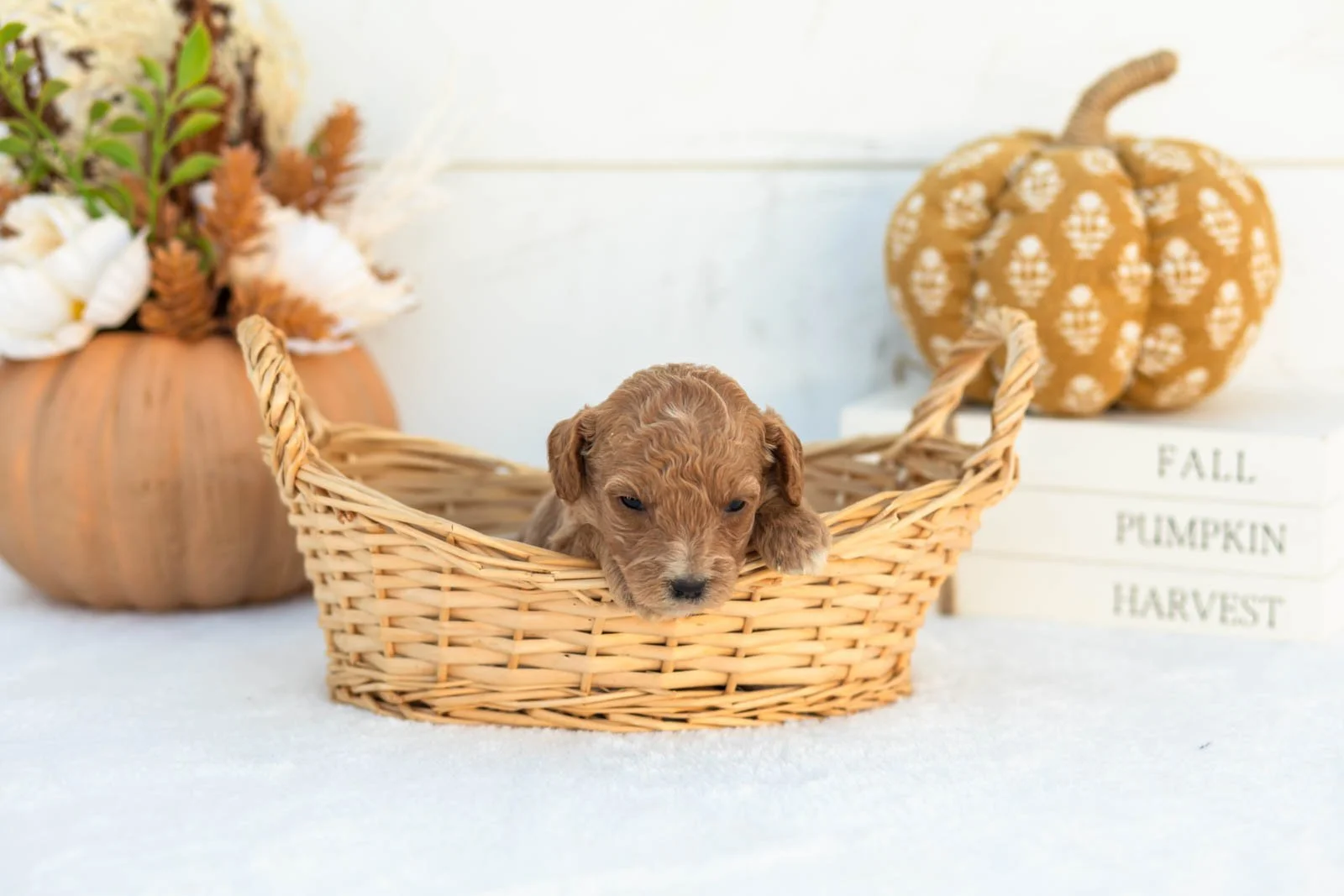 Ashley goldendoodle for sale 1.jpg