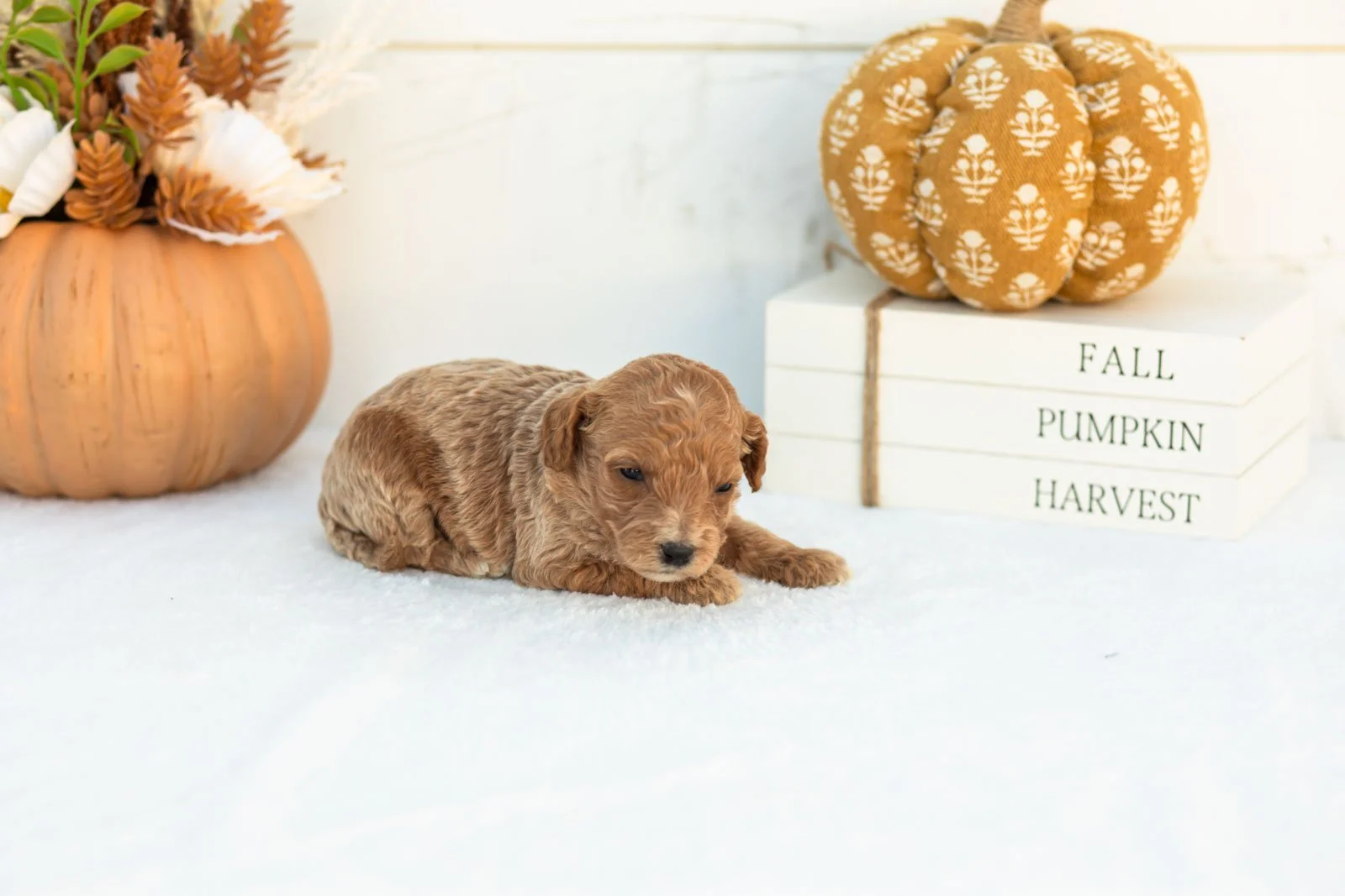 Ashley goldendoodle for sale 3.jpg