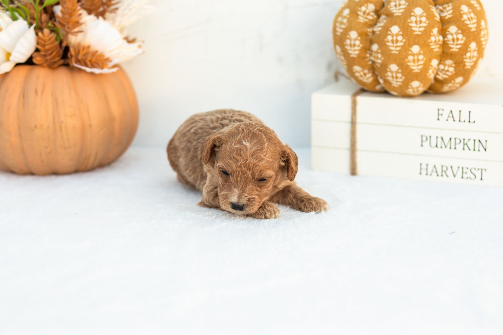Ashley goldendoodle for sale 4.jpg