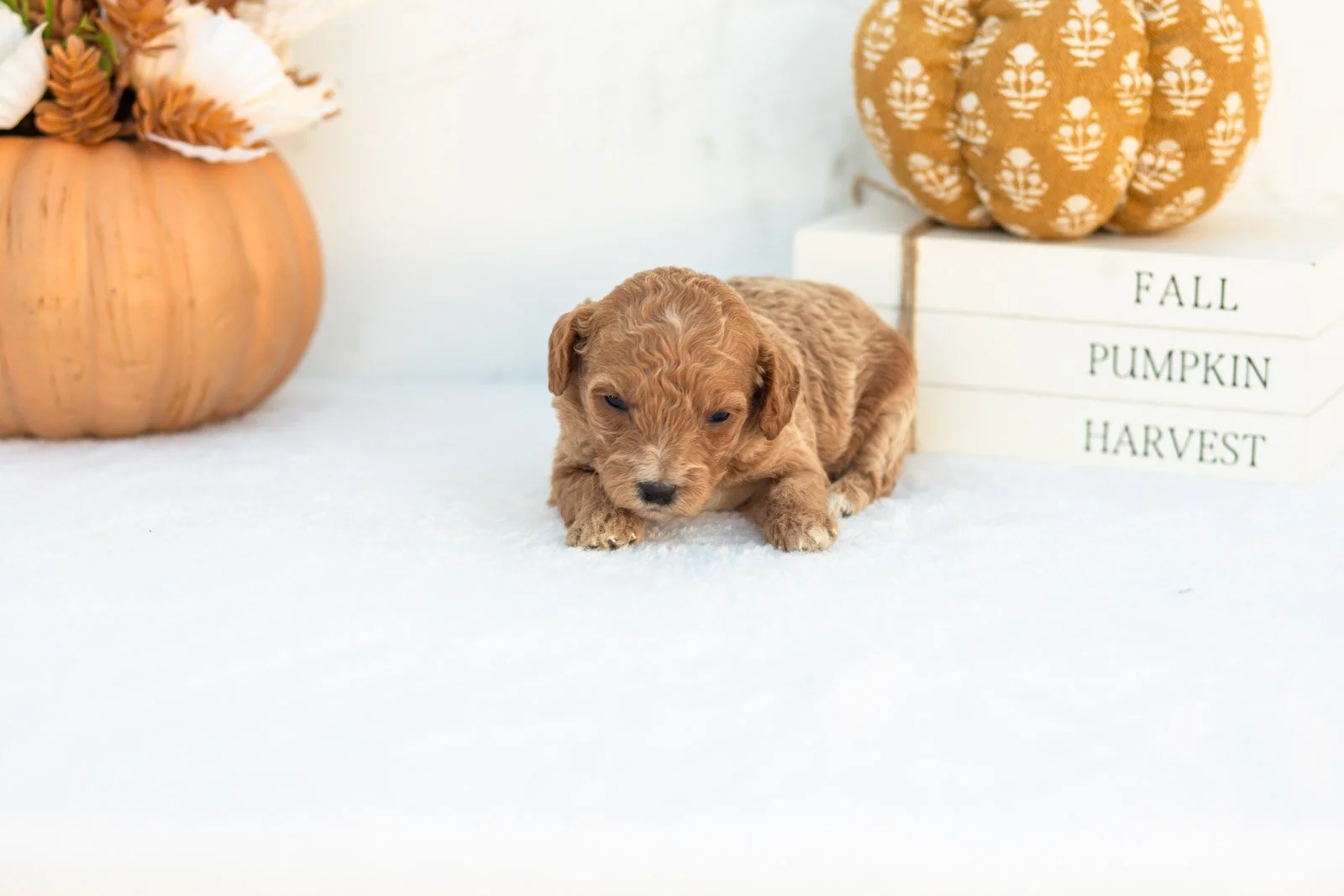 Ashley goldendoodle for sale 5.jpg
