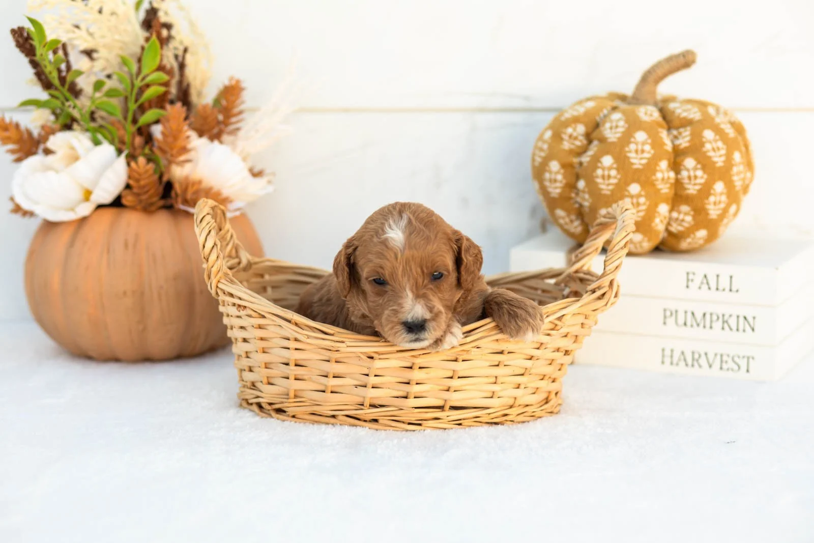 Adam goldendoodle for sale 1.jpg