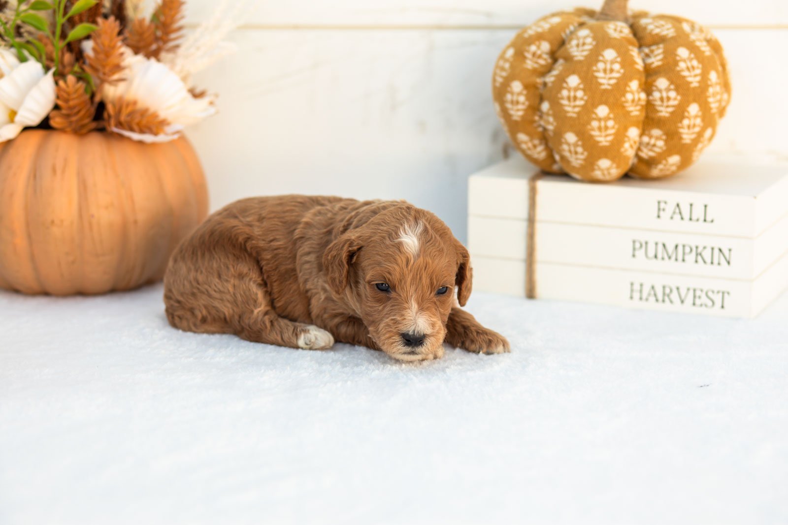 Adam goldendoodle for sale 3.jpg