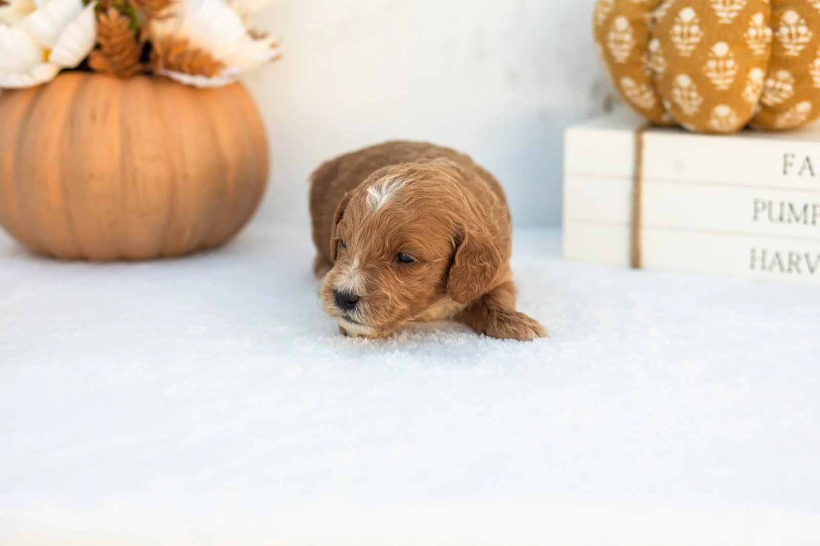 Adam goldendoodle for sale 4.jpg
