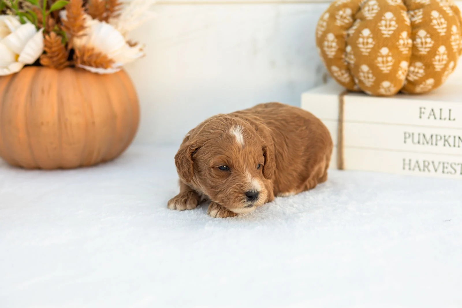Adam goldendoodle for sale 5.jpg