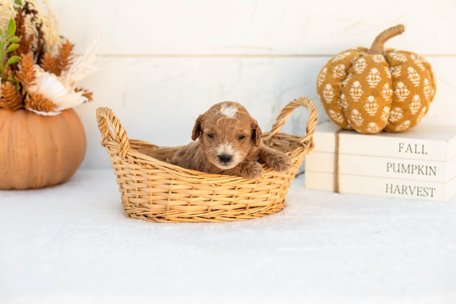 Alex goldendoodle for sale 1.jpg