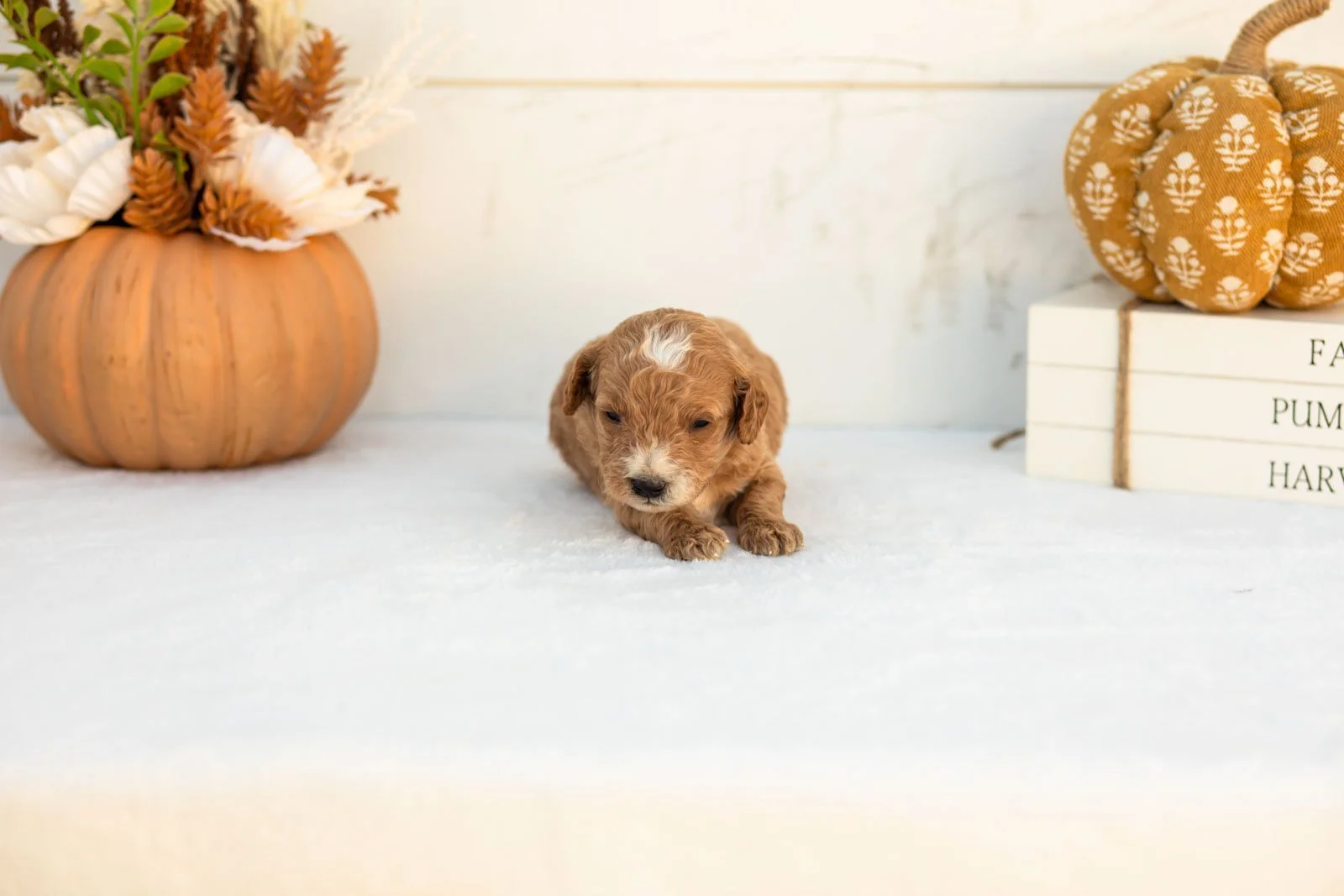 Alex goldendoodle for sale 3.jpg