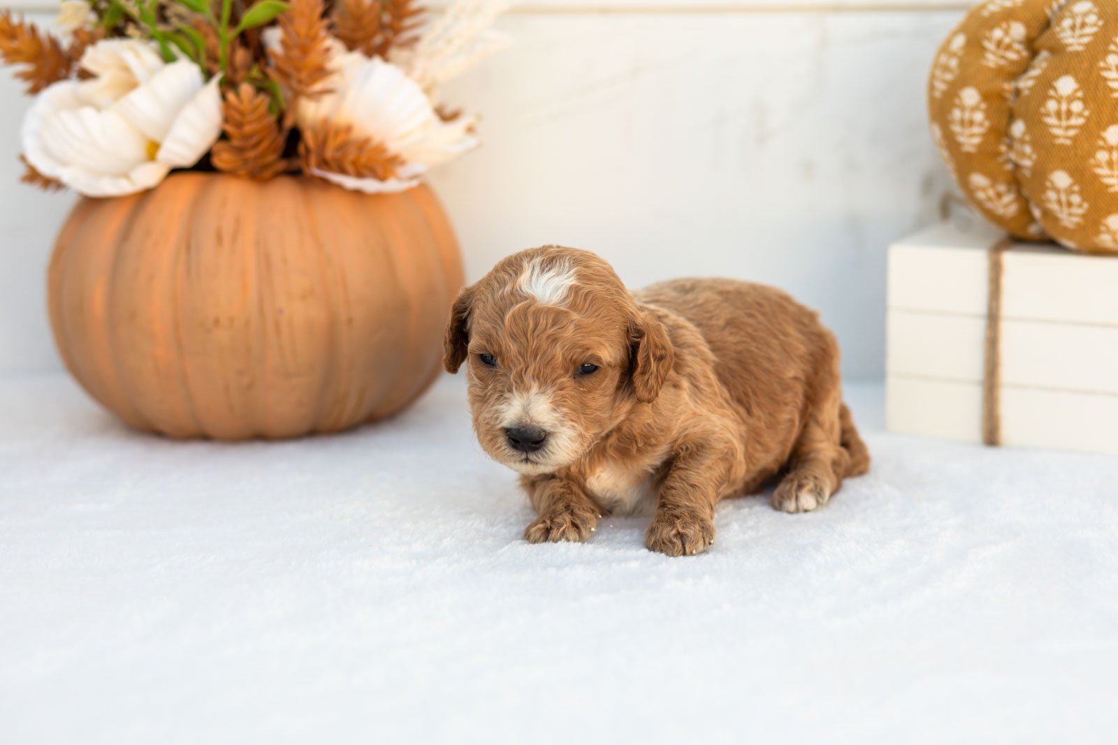 Alex goldendoodle for sale 4.jpg