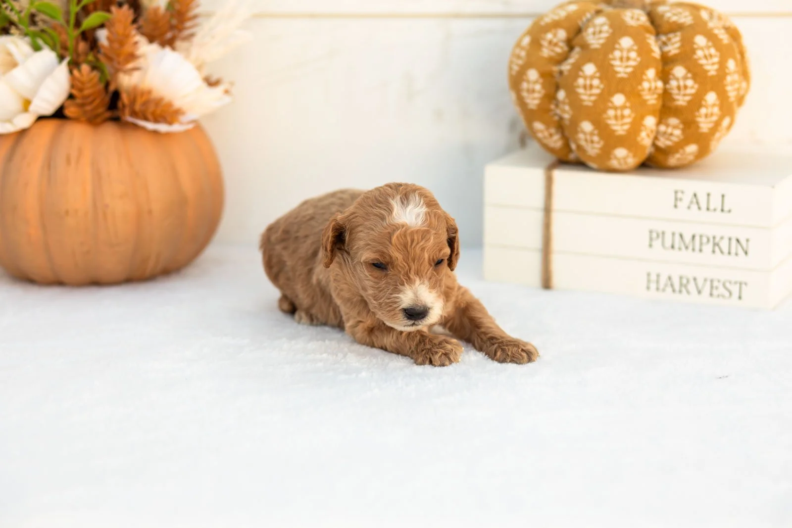 Alex goldendoodle for sale 5.jpg