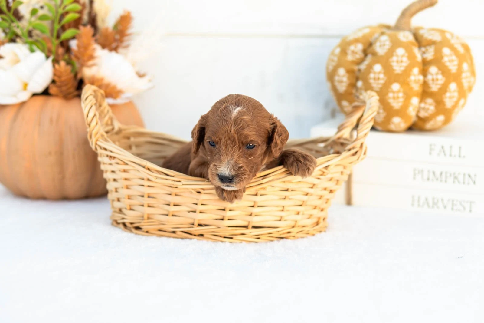 Alonzo goldendoodle for sale 1.jpg