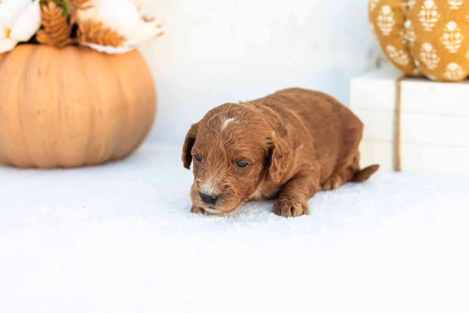 Alonzo goldendoodle for sale 3.jpg