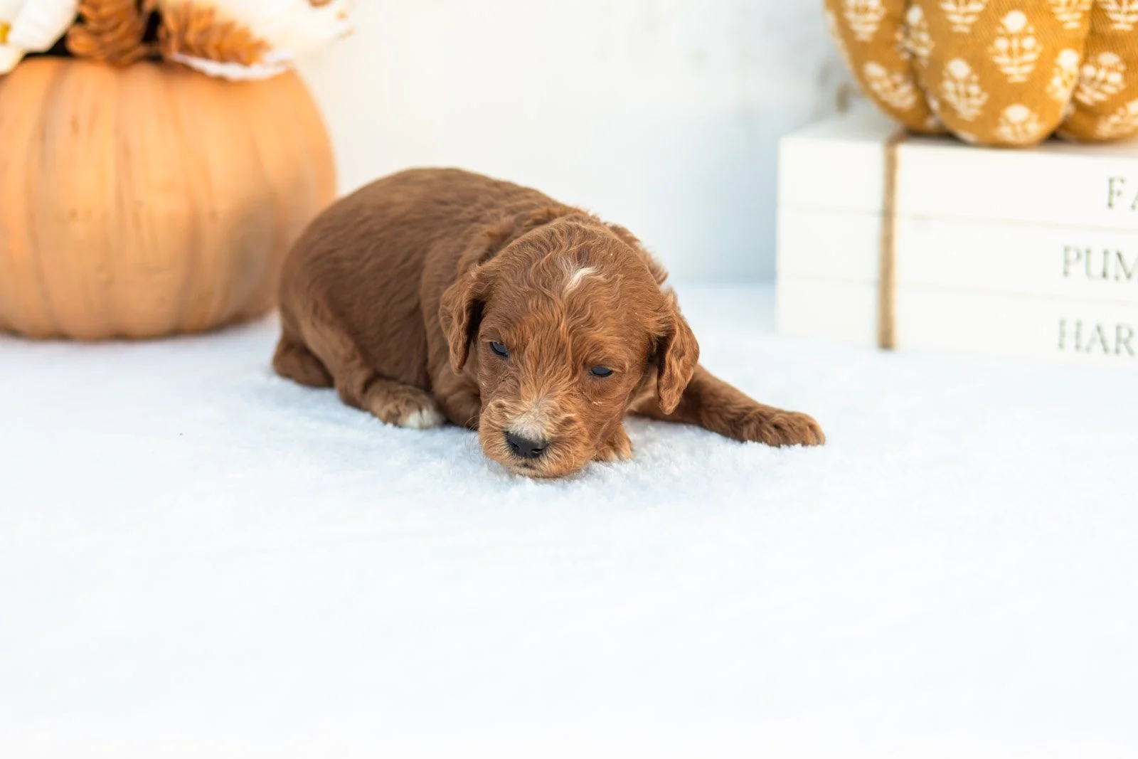 Alonzo goldendoodle for sale 4.jpg