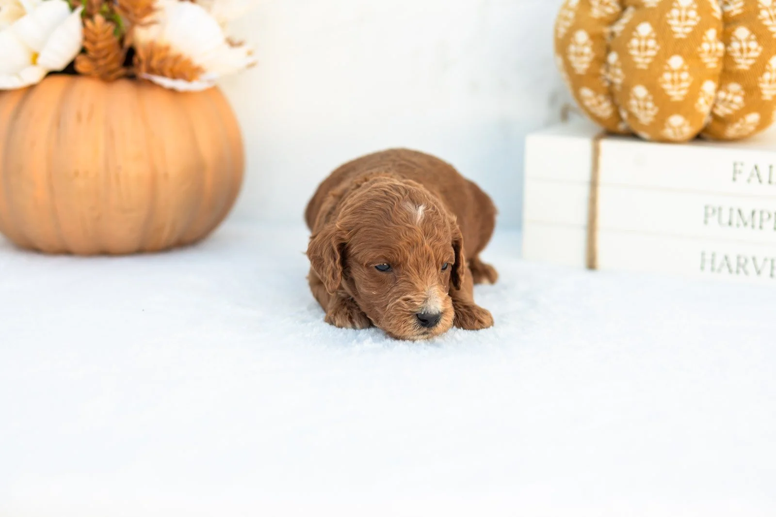 Alonzo goldendoodle for sale 5.jpg