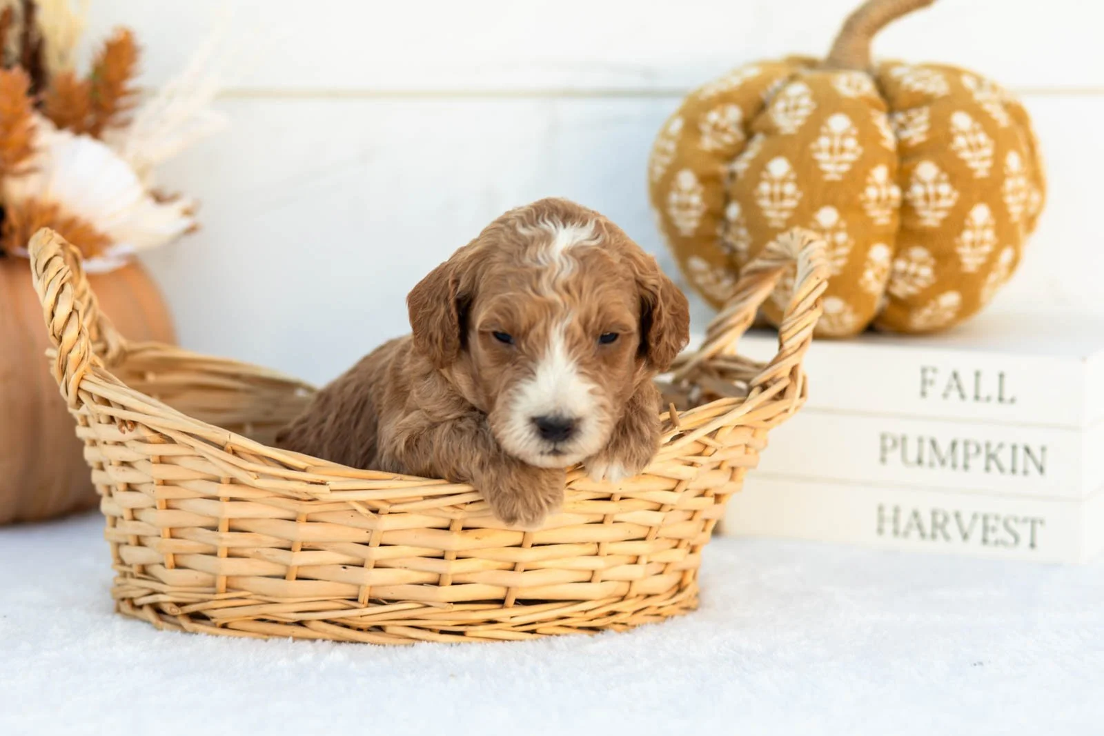 Amos goldendoodle for sale 1.jpg