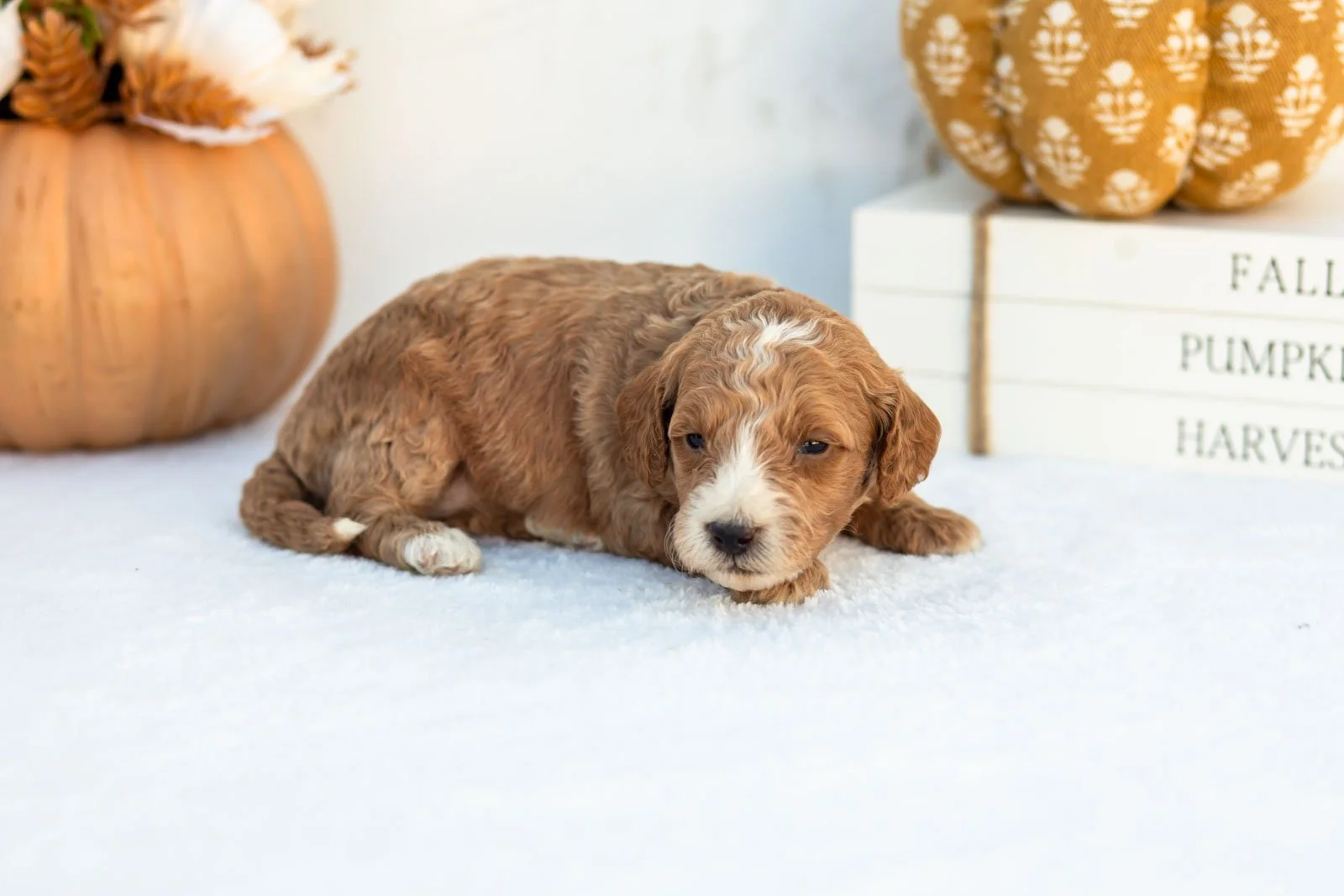 Amos goldendoodle for sale 3.jpg
