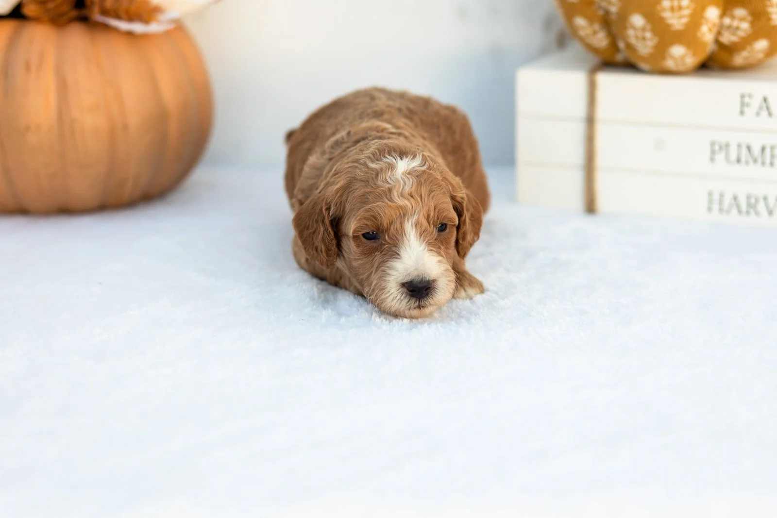 Amos goldendoodle for sale 4.jpg