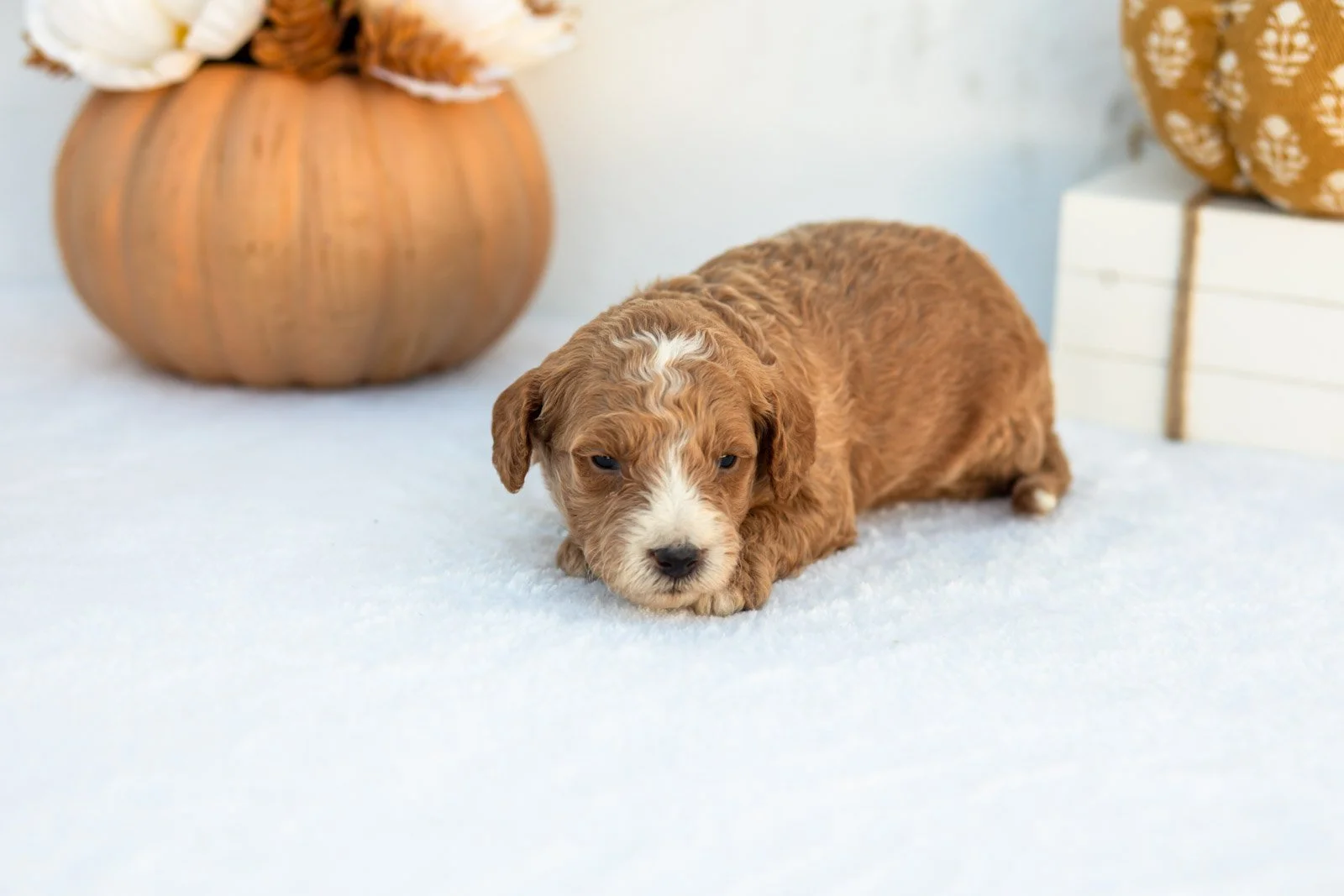 Amos goldendoodle for sale 5.jpg