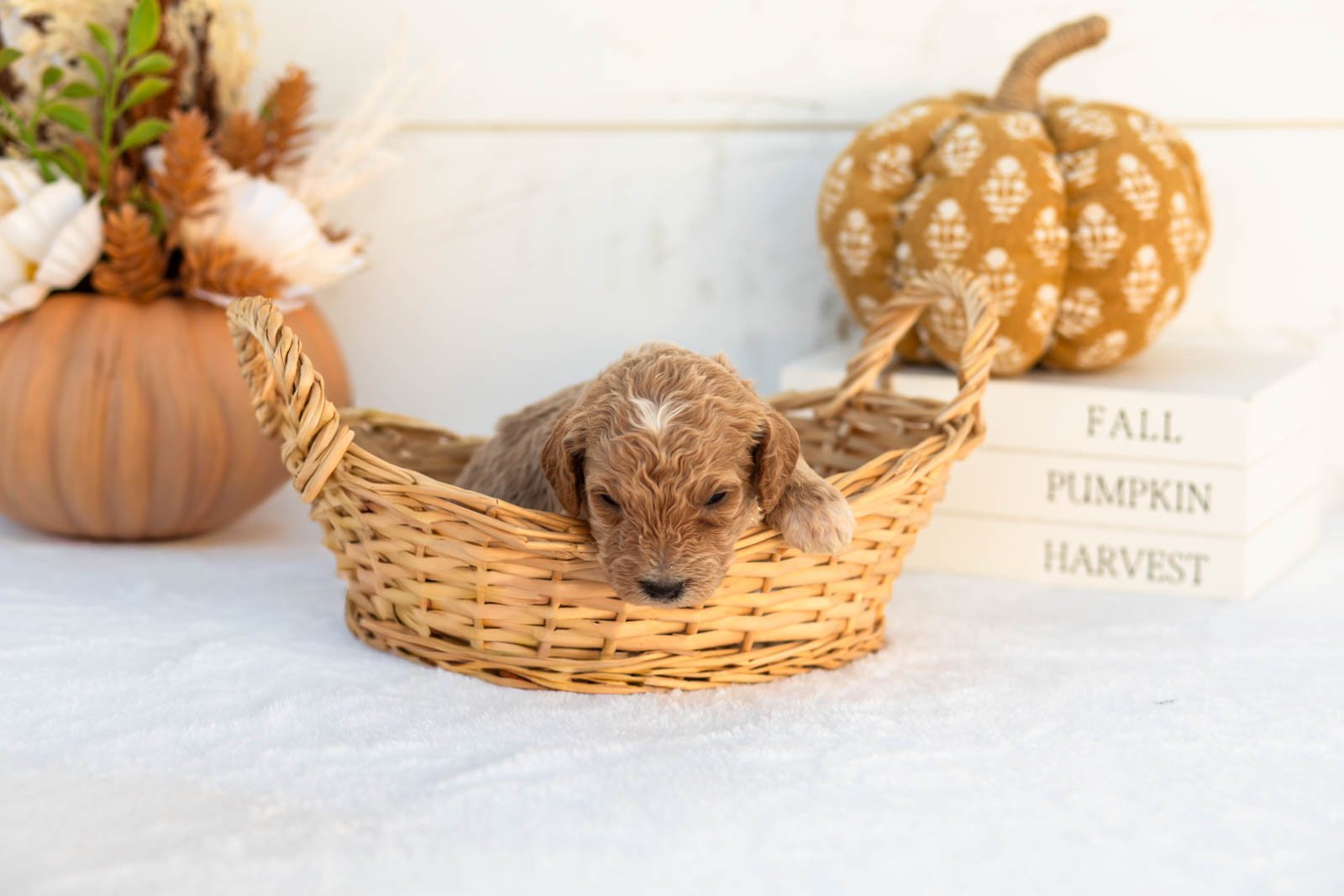 Austin goldendoodle for sale 1.jpg