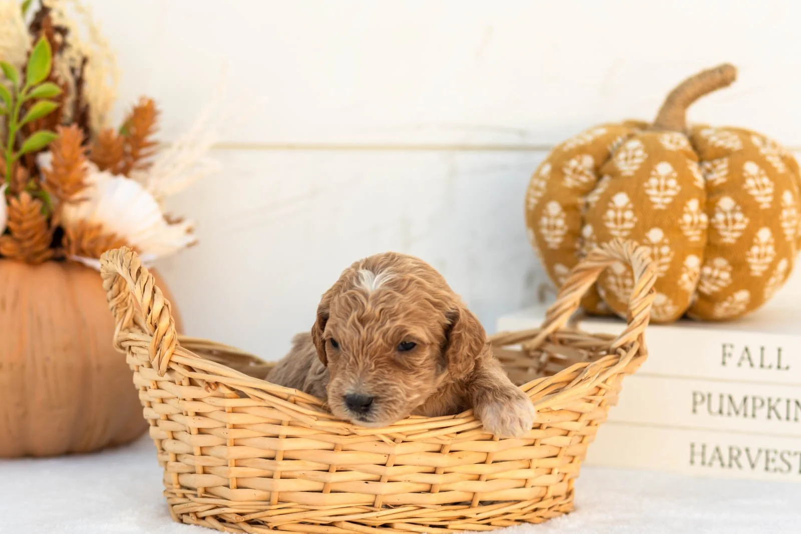 Austin goldendoodle for sale 2.jpg