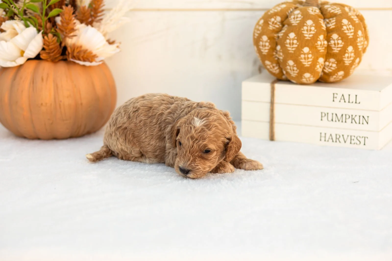 Austin goldendoodle for sale 3.jpg
