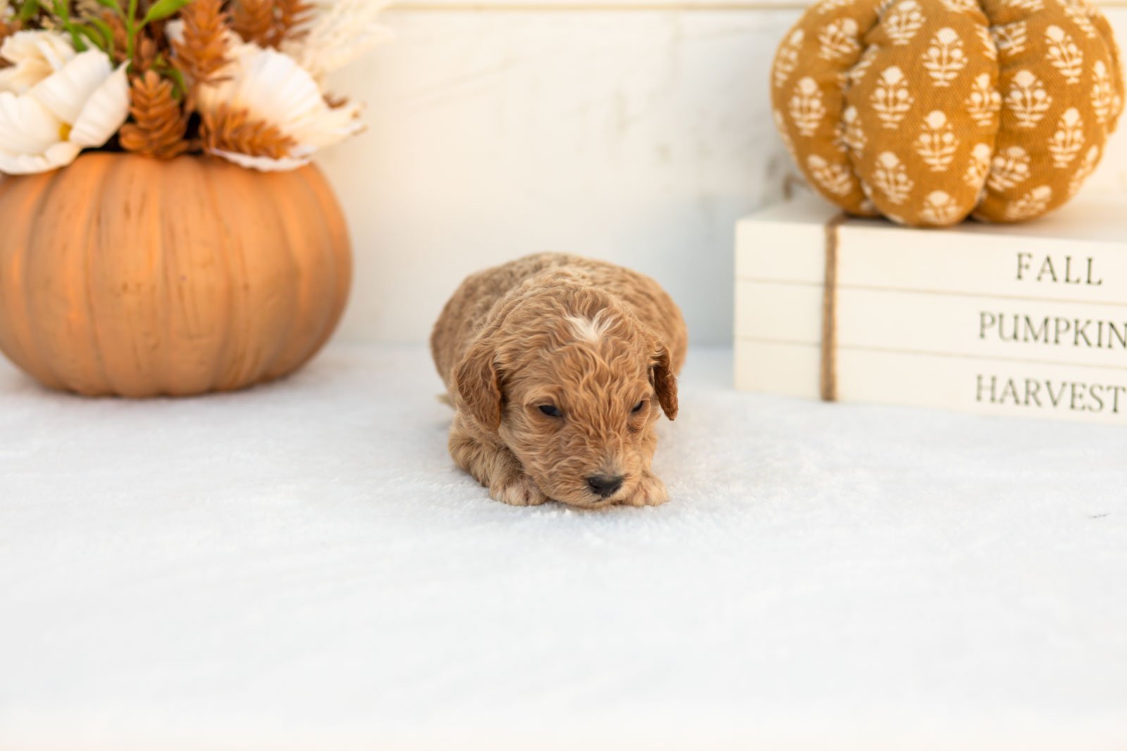 Austin goldendoodle for sale 4.jpg