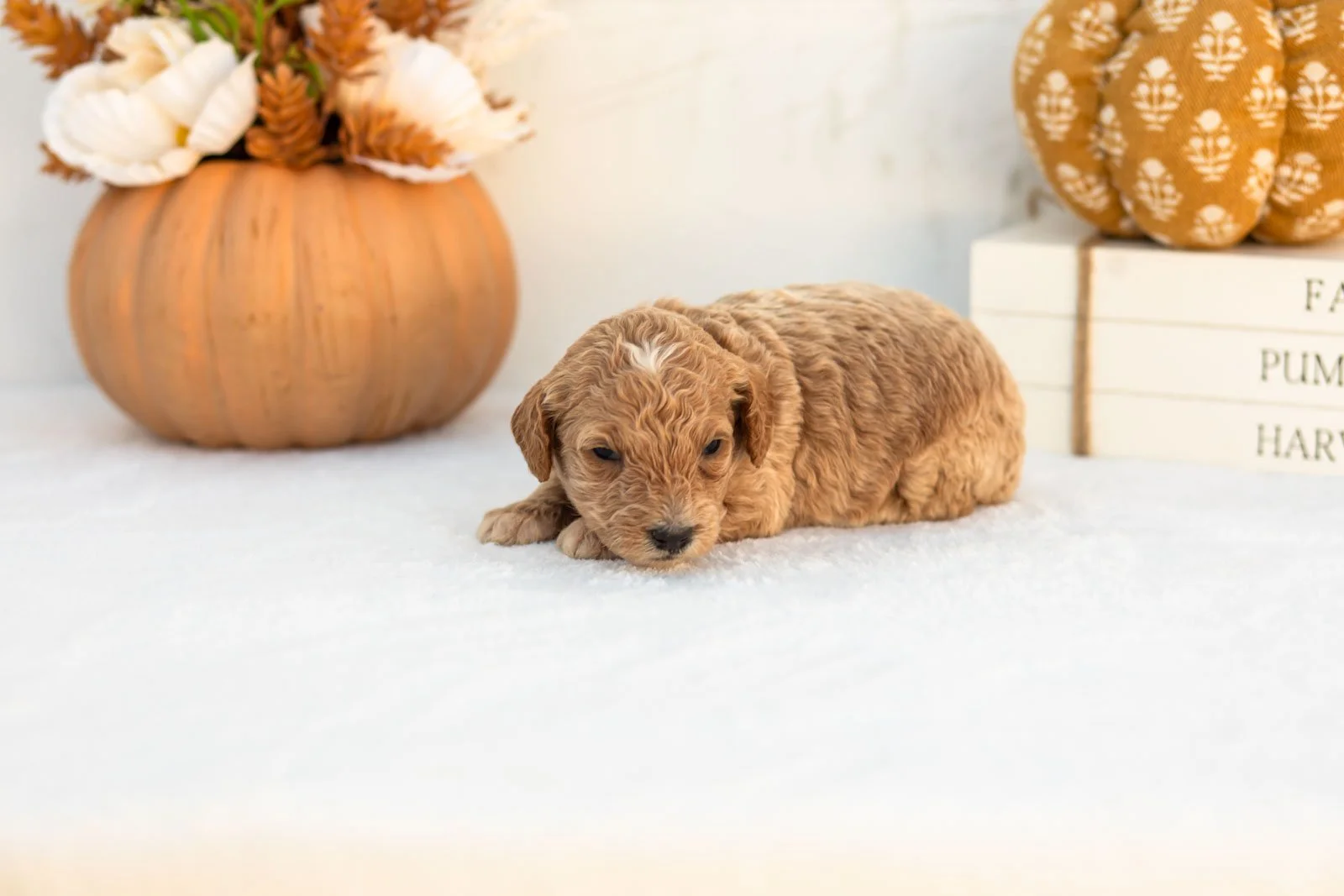 Austin goldendoodle for sale 5.jpg