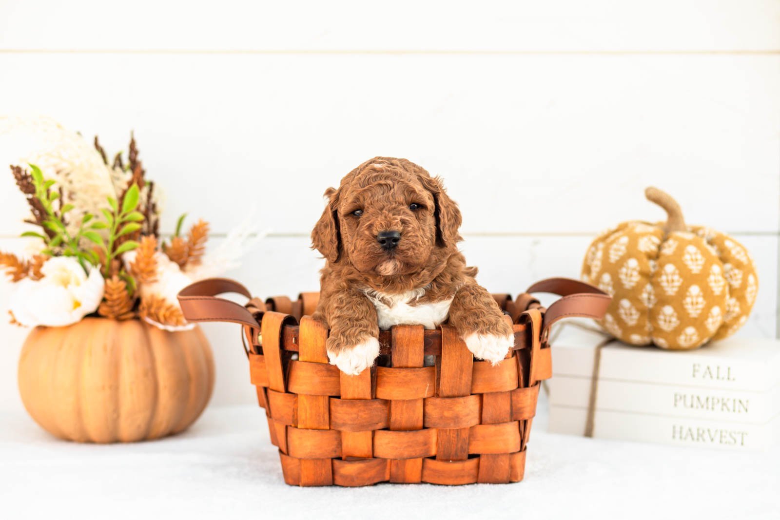 Abram goldendoodle for sale 1.jpg