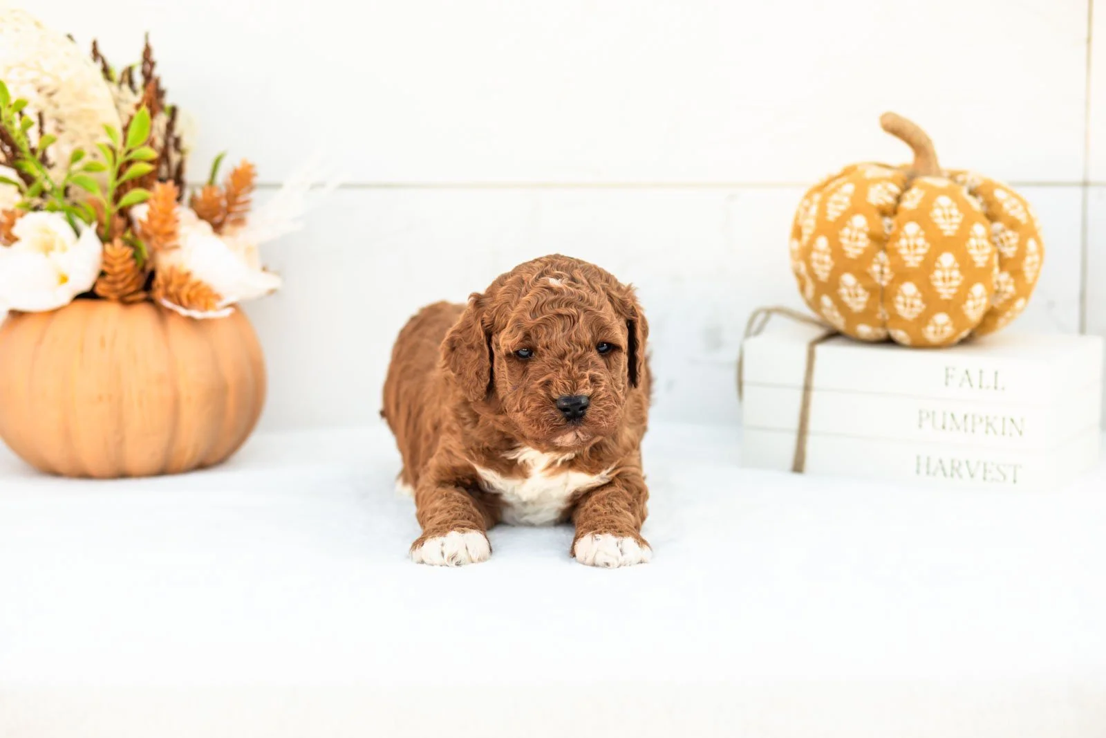 Abram goldendoodle for sale 3.jpg