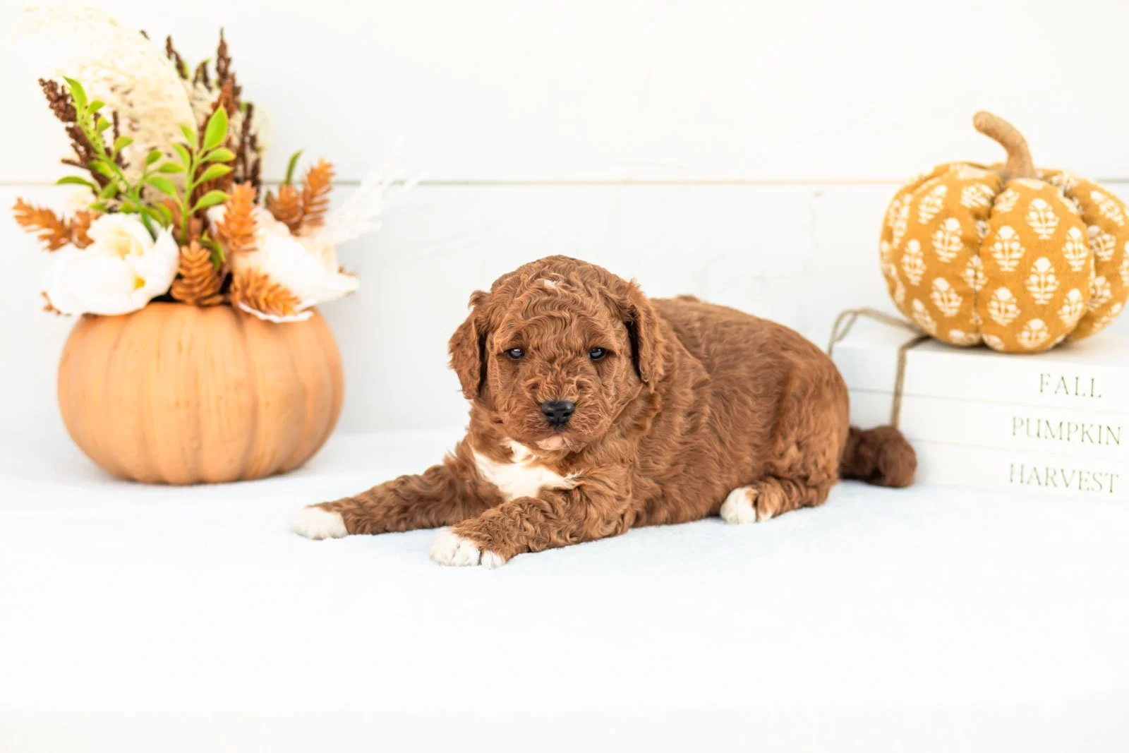 Abram goldendoodle for sale 4.jpg