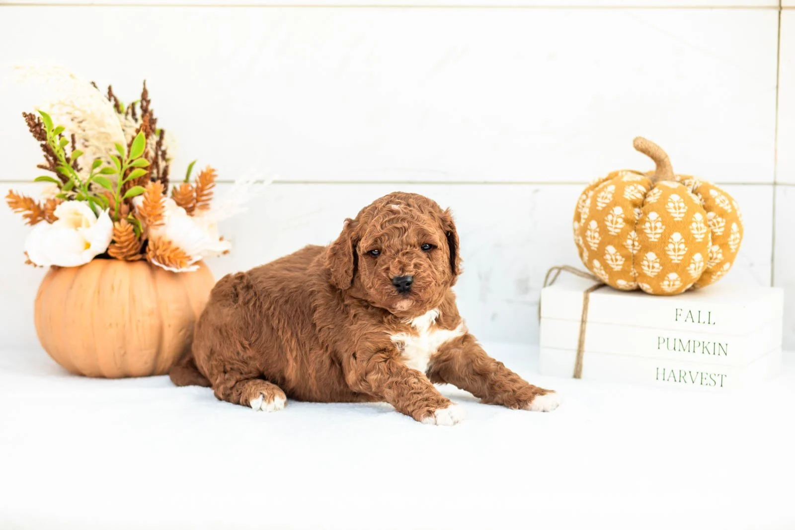 Abram goldendoodle for sale 5.jpg