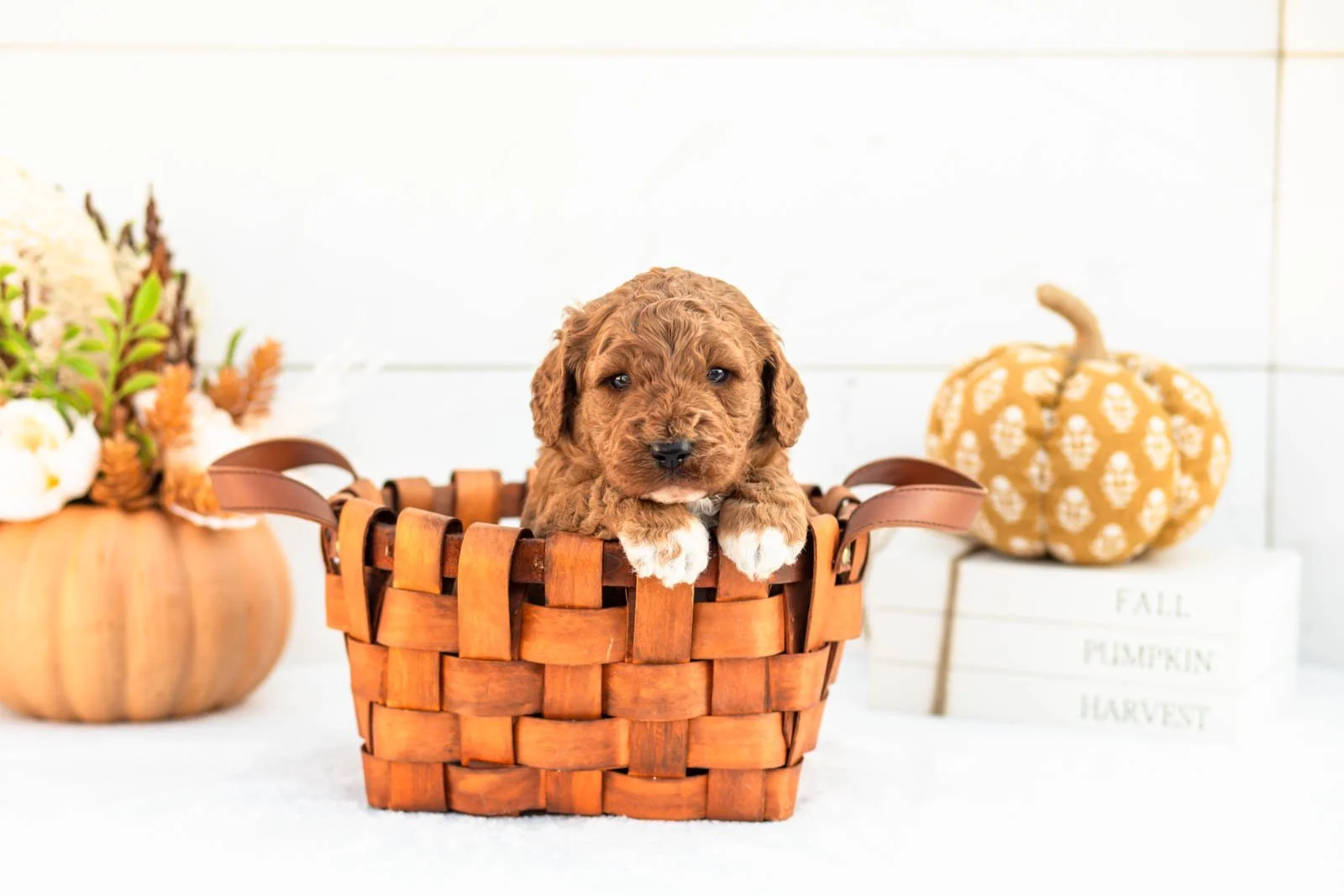 Adler goldendoodle for sale 1.jpg