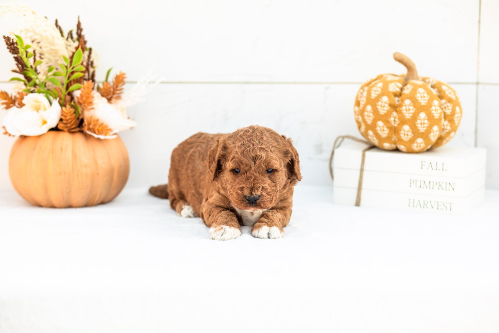 Adler goldendoodle for sale 3.jpg