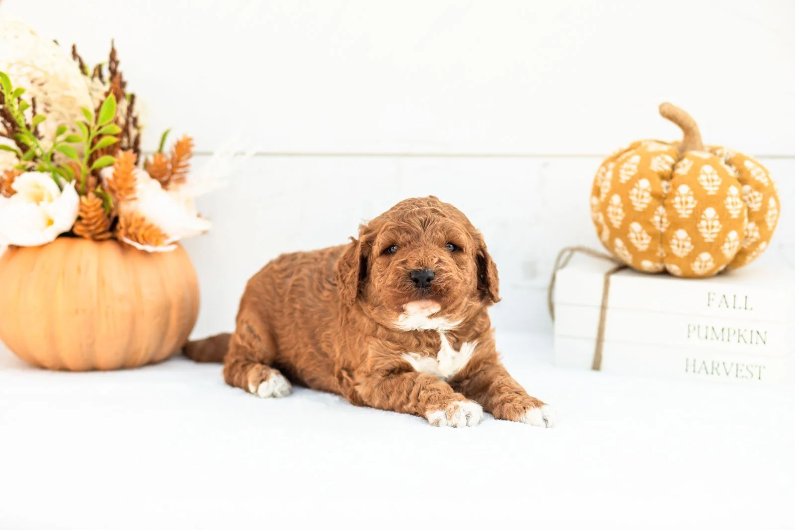 Adler goldendoodle for sale 4.jpg
