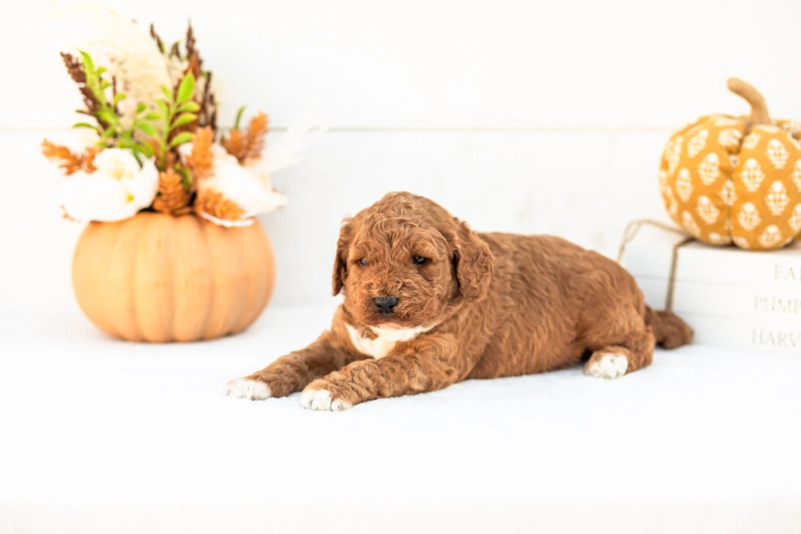 Adler goldendoodle for sale 5.jpg