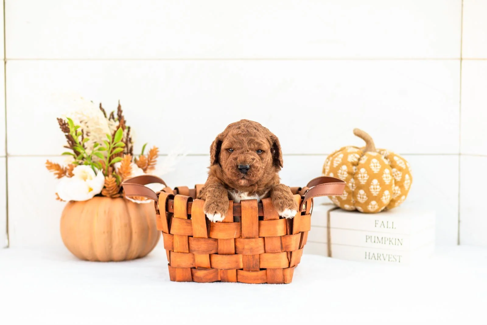 Andre goldendoodle for sale 1.jpg