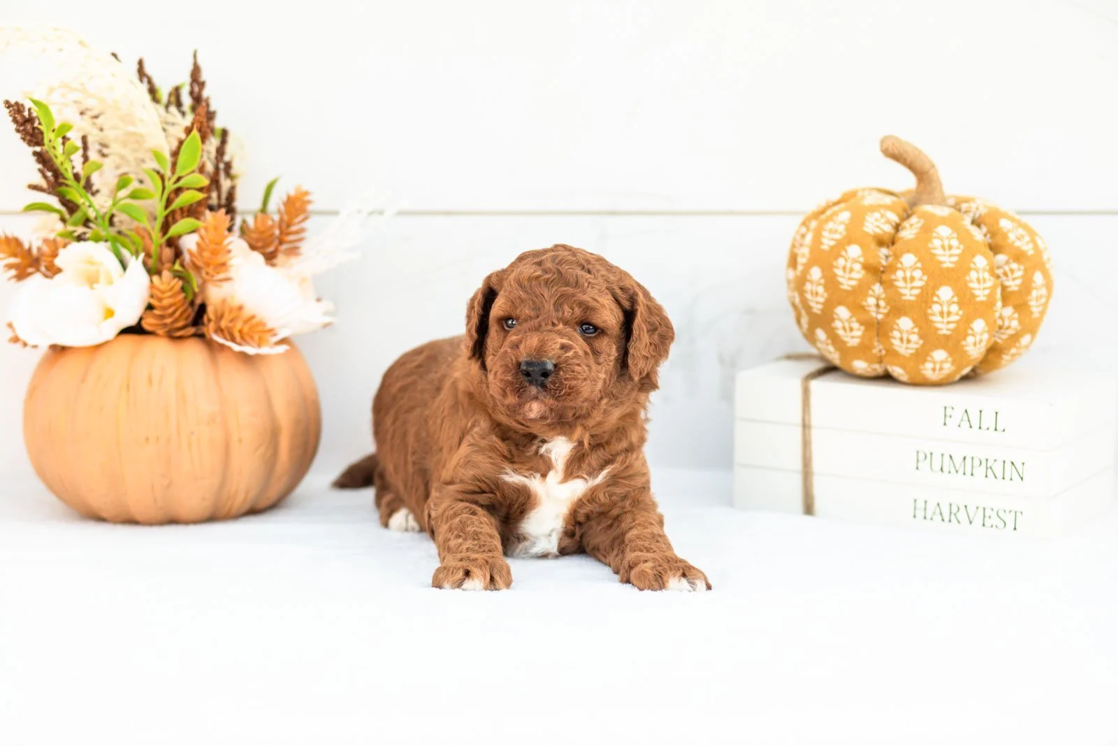 Andre goldendoodle for sale 3.jpg