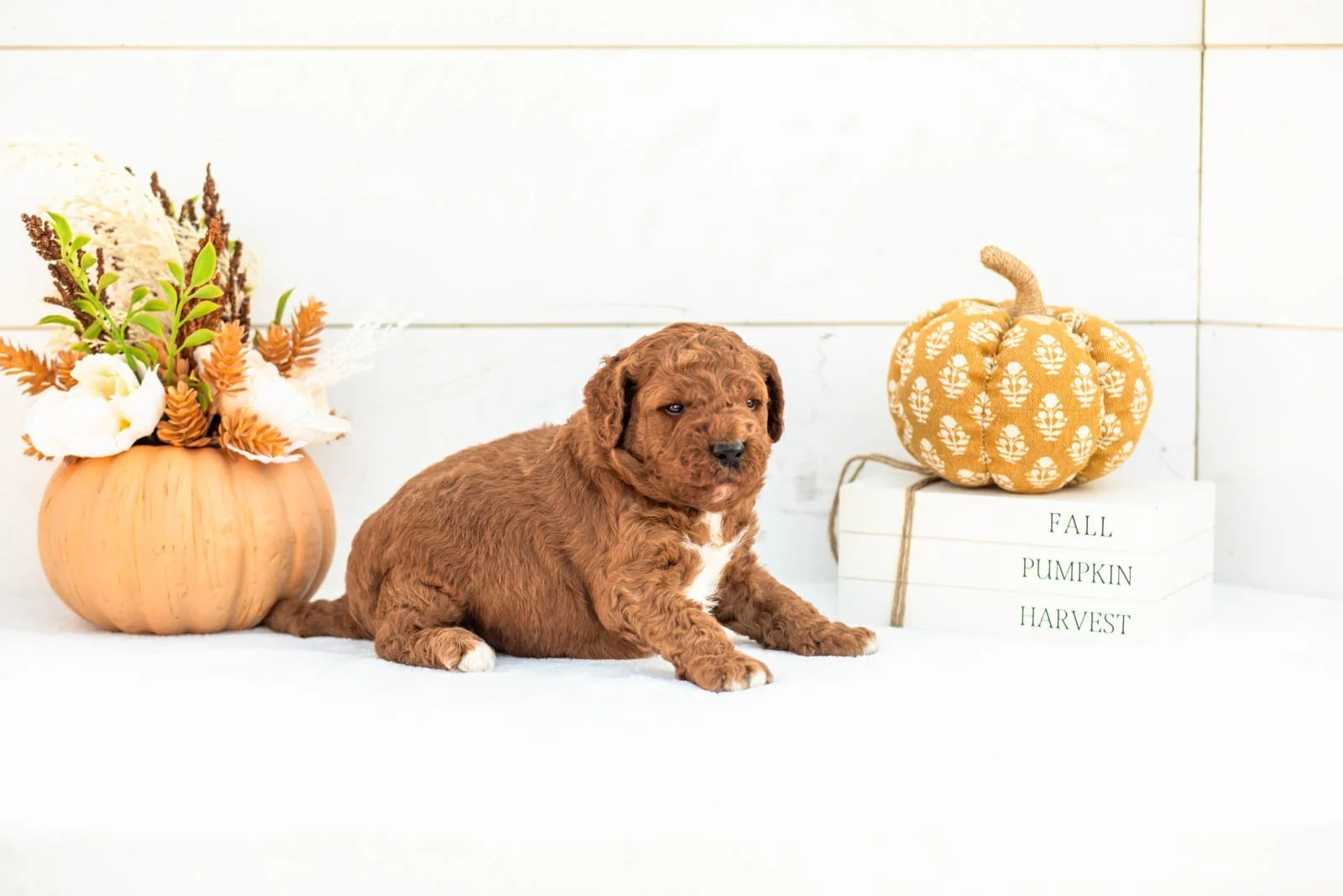 Andre goldendoodle for sale 4.jpg