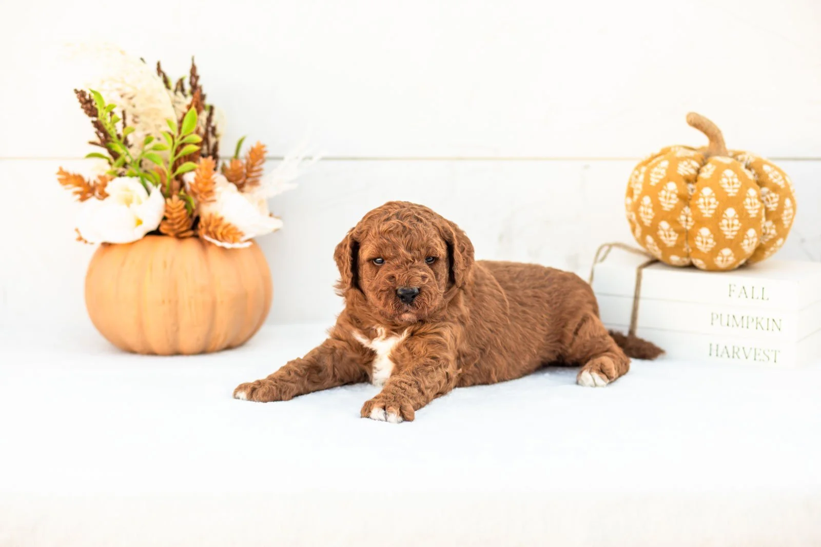 Andre goldendoodle for sale 5.jpg