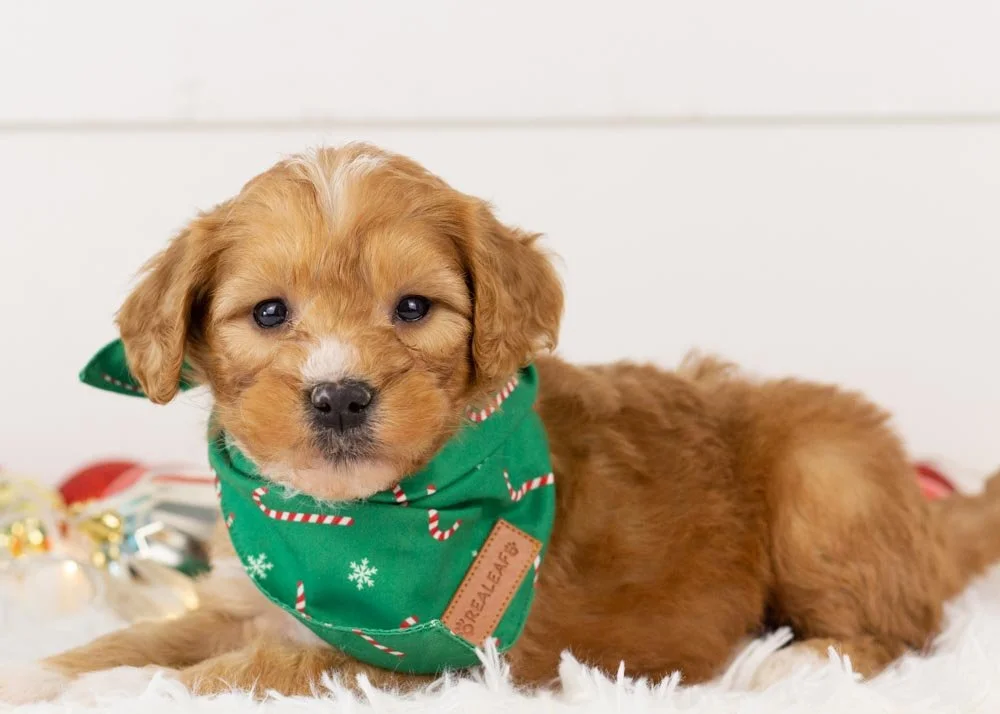 Walnut Goldendoodle for sale(1).jpg