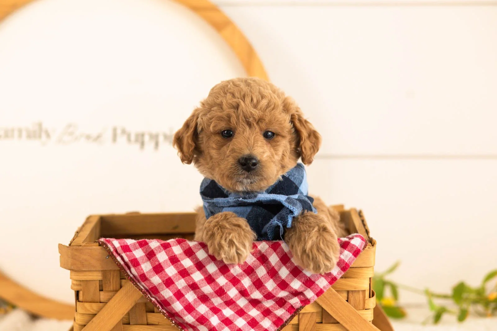 Fin goldendoodle for sale(3).jpg