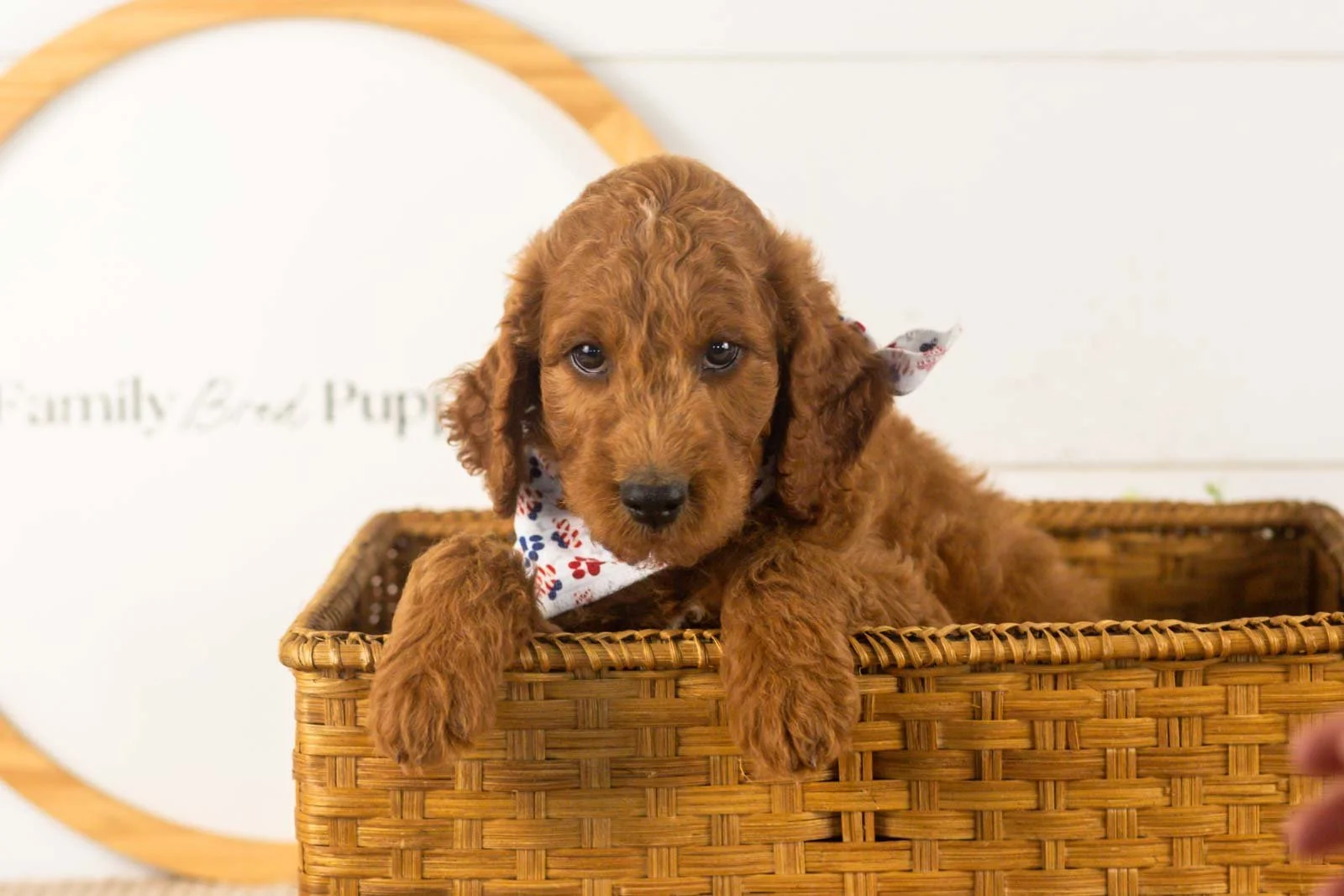 Zion goldendoodle for sale(4).jpg