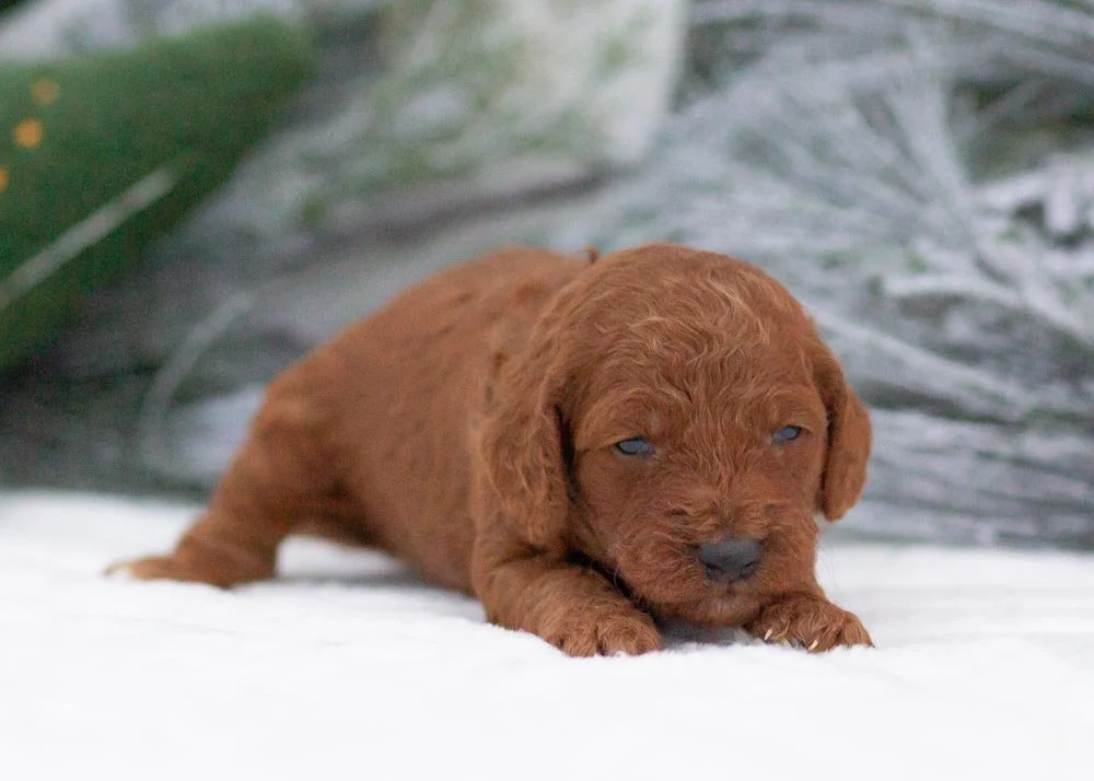 Bear goldendoodle for sale(2).jpg