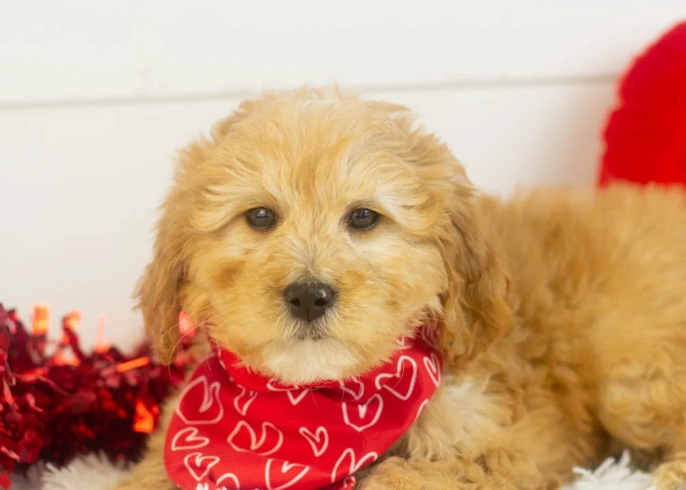 Beau goldendoodle for sale(3).jpg