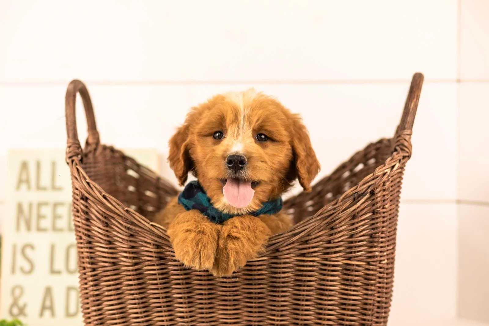 oakley goldendoodle for sale(1).jpg