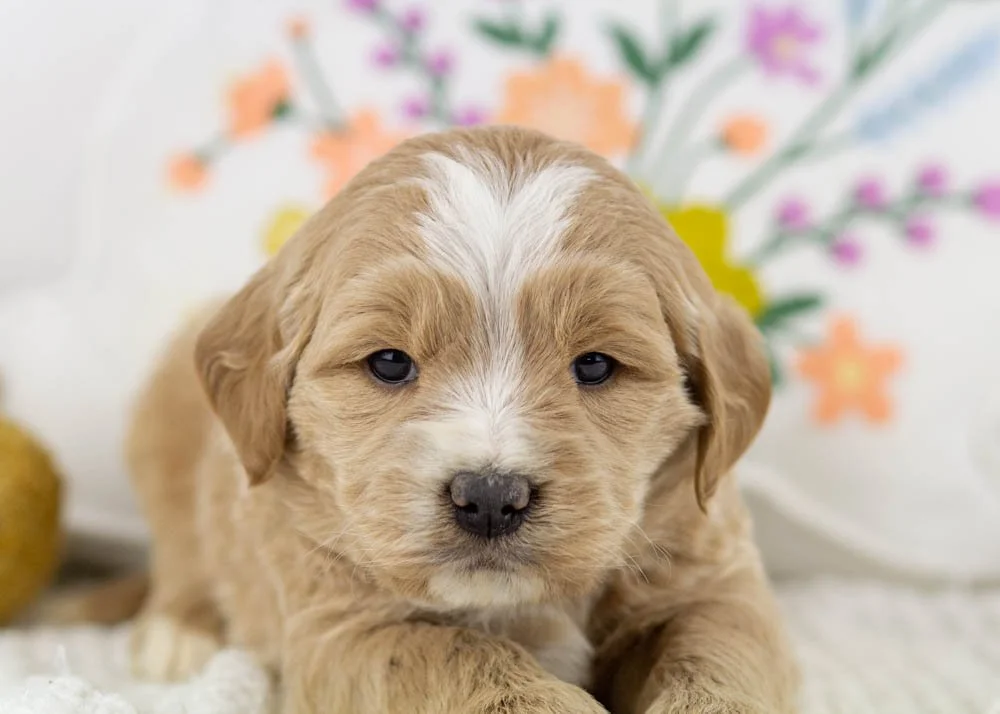 chandler goldendoodle for sale.(3).jpg