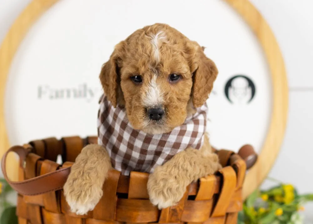 Snowball goldendoodle for sale.jpg