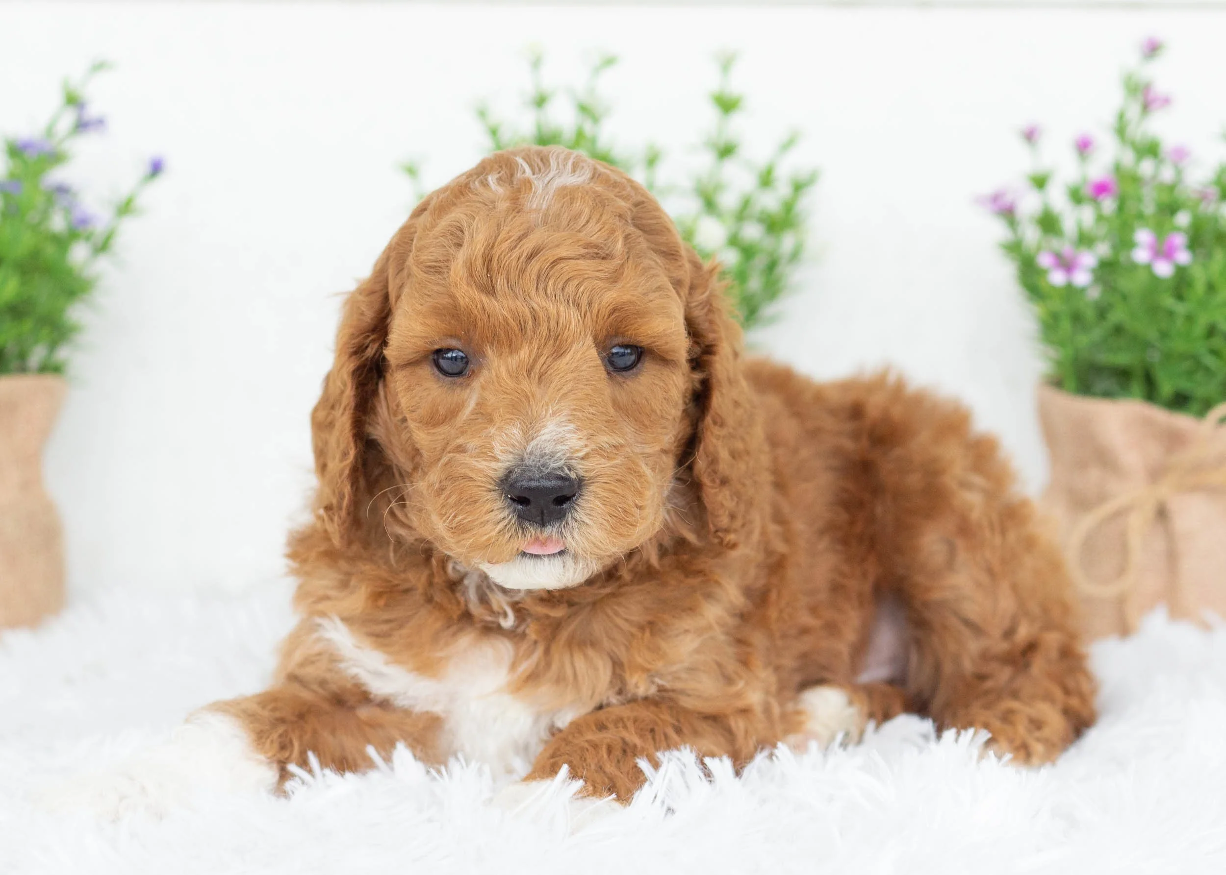 Jett goldendoodle for sale(2).jpg
