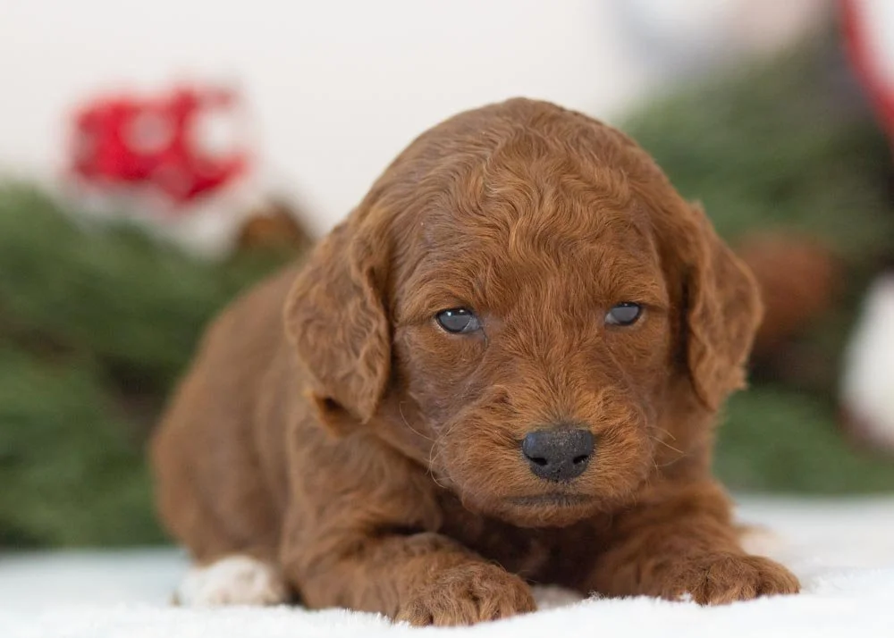 Mrs.Claus goldendoodle for sale(2).jpg