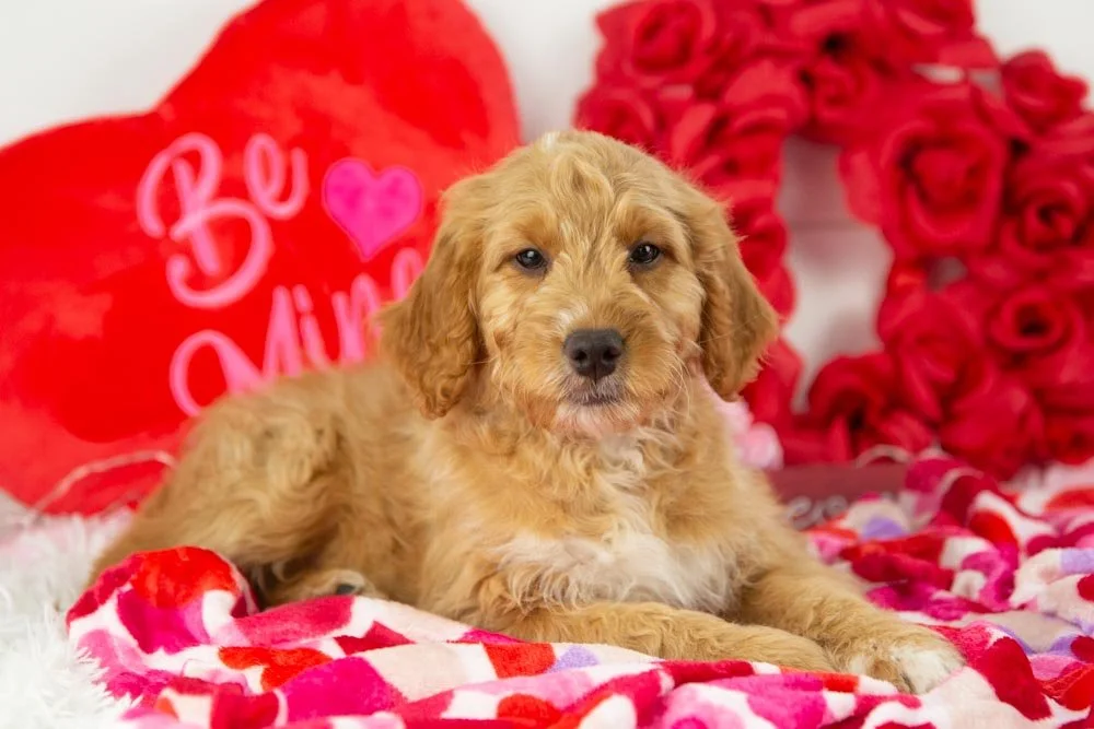 pecan goldendoodle for sale(1).jpg